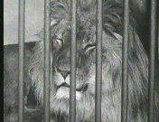 Bestand:Artis dierenfilmpje (1926).jpg