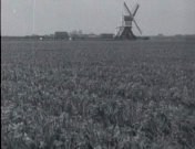 Bestand:Bollenvelden (1926-1).jpg