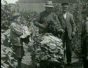 Bestand:Kijkjes op de tabakplantage (1925).jpg