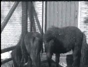 Bestand:Shetlandse pony's (1926).jpg