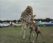 Bestand:Geboorte van een baby-giraffe in de Beekse Bergen.jpeg