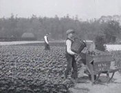 Bestand:Bloembollenvelden (1921).jpg