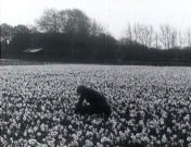 Bestand:In de bloembollenvelden (1926).jpg