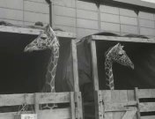 Aankomst van giraffen voor de Rotterdamse dierentuin.jpeg