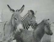 Zebra x ezel = zezel.jpeg