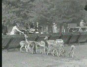 Bestand:Hertenkamp (1926).jpg