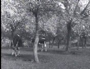 Bloeiende boomgaarden (1927).jpg