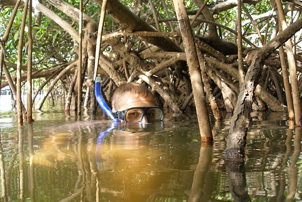 Bestand:Jeroen mangrove snork senegal 600.jpg