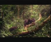 Bestand:Bonobo-bo.jpg